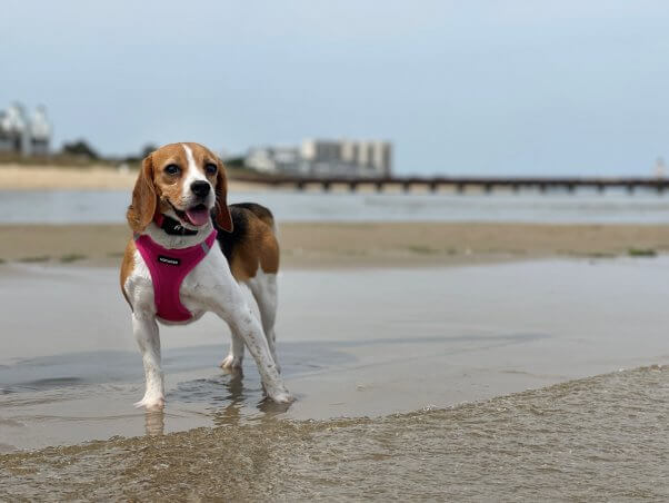 A beagle on the beach