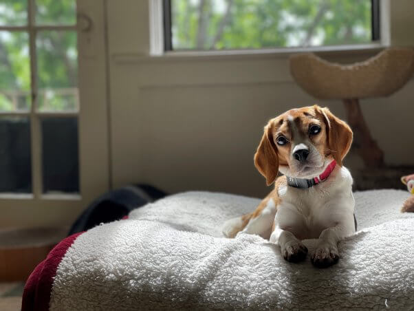 A beagle on an ottoman
