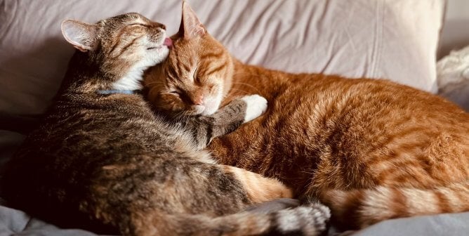 Two cats grooming each other