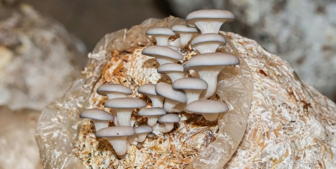 Oyster mushrooms growing on a substrate block