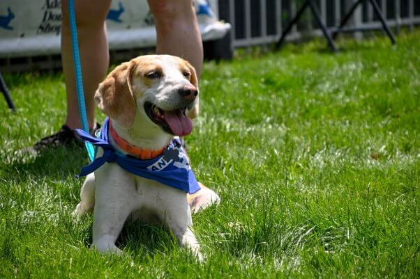A beagle resting on the grass