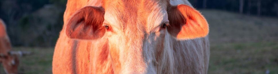 A white bull looking at the viewer