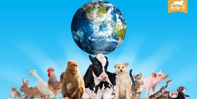 A row of different animals posed in front of a globe