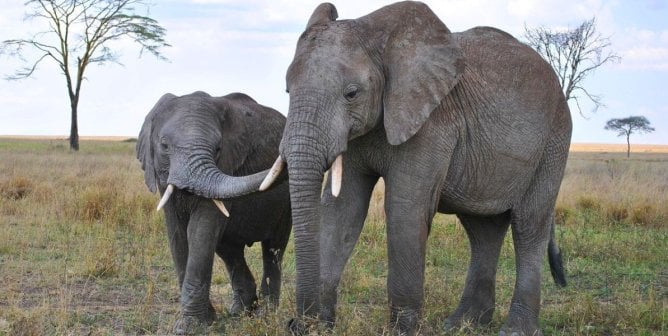 Elephant mother and child
