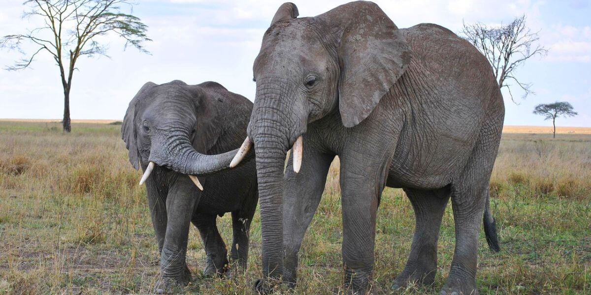 Trophy Hunter Trampled by Elephants Protecting a Calf While on ‘Sport’ Hunt in Gabon