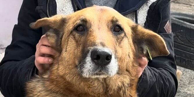 A brown dog looking at the camera