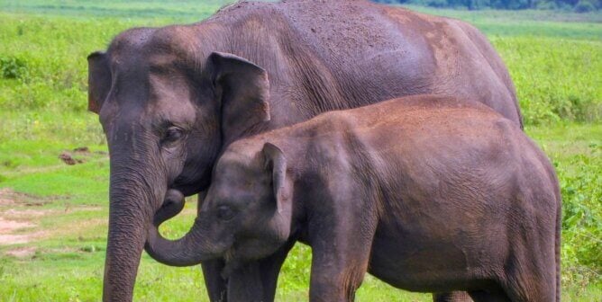 An Asian elephant and her child