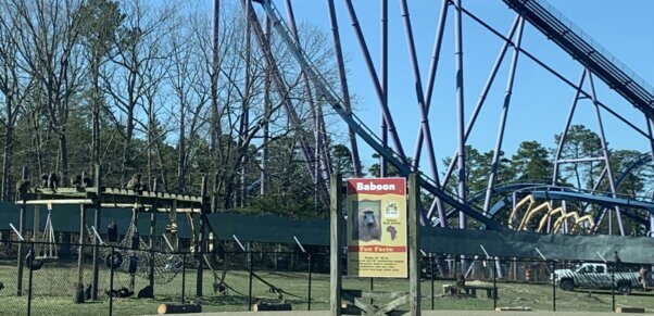 Baboon enclosure under roller coaster at Six Flags Discovery Kingdom