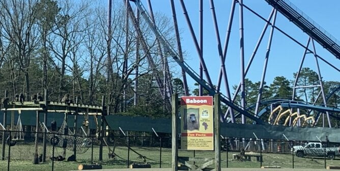 Baboon enclosure under roller coaster at Six Flags Discovery Kingdom