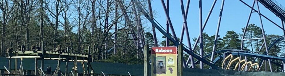 Baboon enclosure under roller coaster at Six Flags Discovery Kingdom