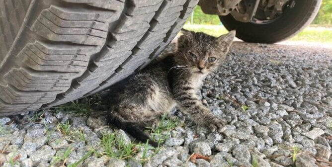A kitten languishing under a car tire