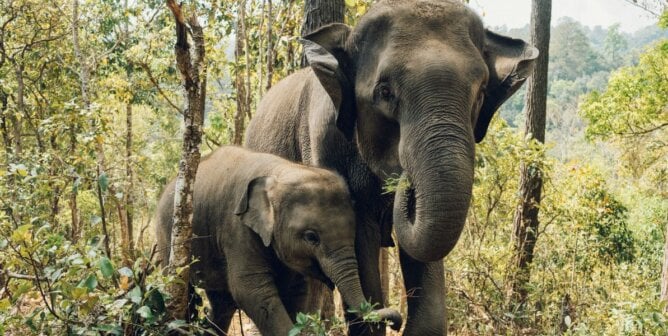 Two Asian elephants in the wild