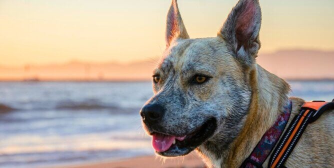 A brindle coated dog on the beach