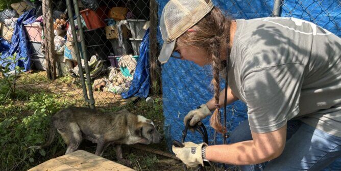 Fieldworker holding a harness and approaching a dog