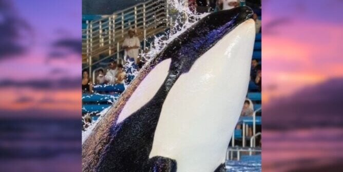 Kamea the orca