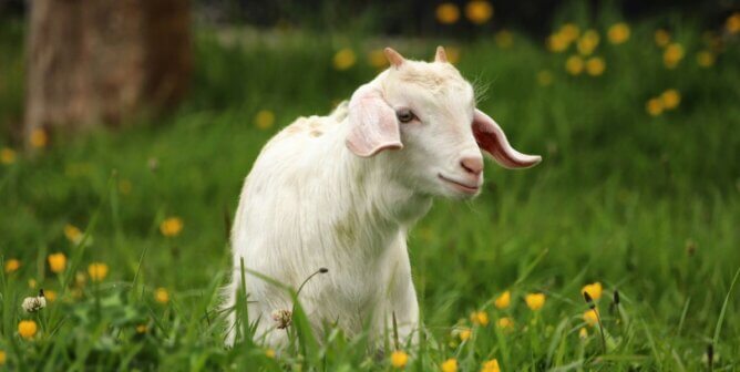 A white goat in a field