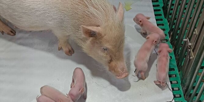 A mother pig and her babies in a cage