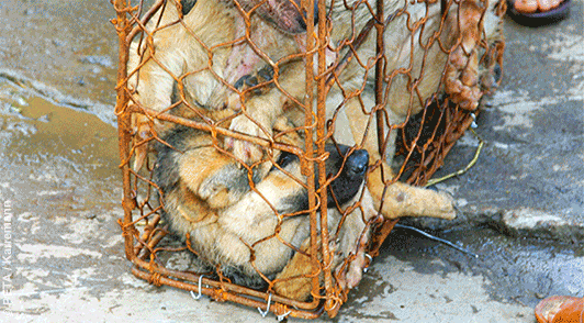dogs in cramped metal cage