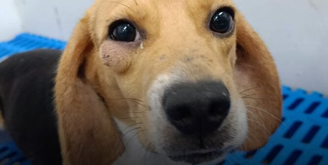 A dog with a growth under their left eye