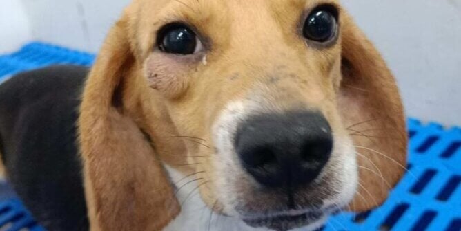 A beagle with a large lump under their eye