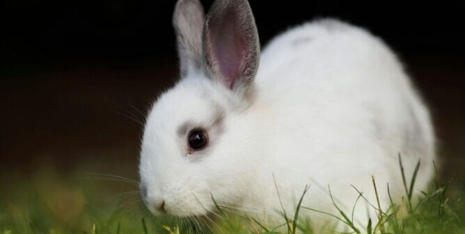 A white rabbit