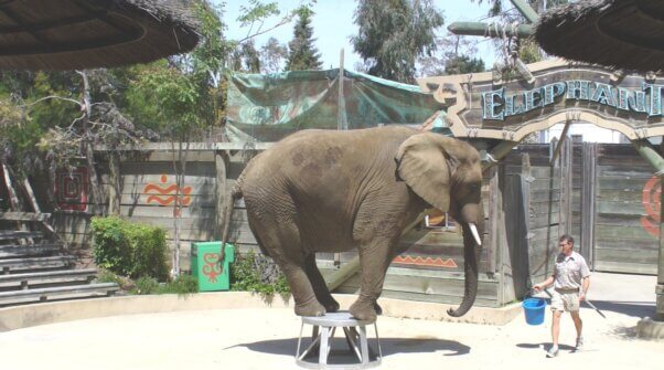 Elephant balancing on stool in amusement park