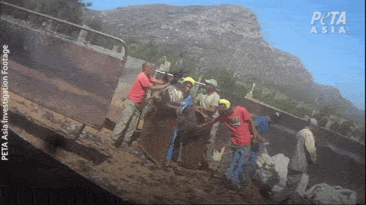 Gif of workers pulling out ostrich's feathers