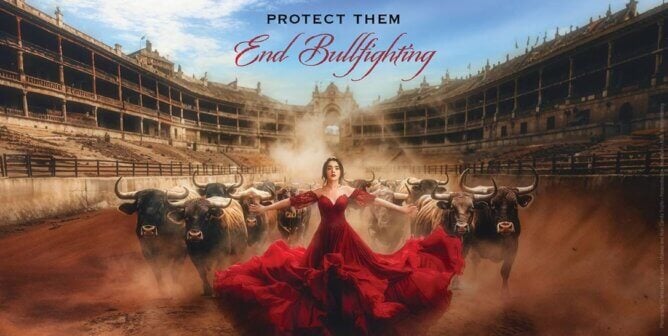 Scarlet Gruber ad reading "Protect Them. End Bullfighting.