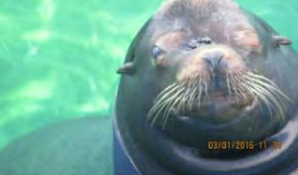 Sea Lion at Six Flags Great Adventure