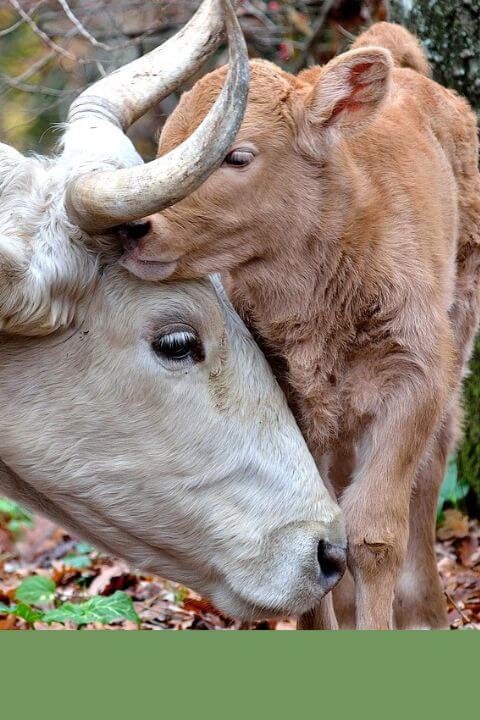 A mother cow and her baby