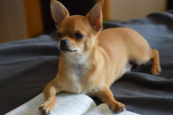 a chihuahua on a bed with stretched legs on an open book