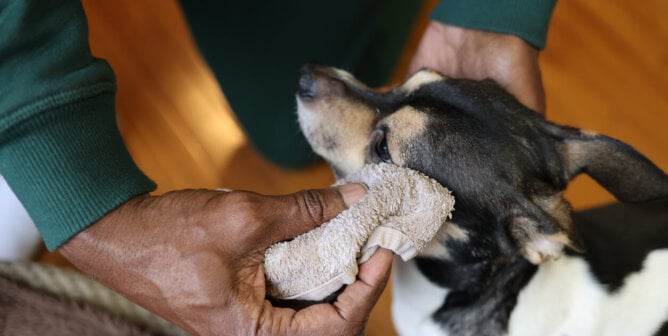 A man putting a cold compress on dog swollen and itchy eye