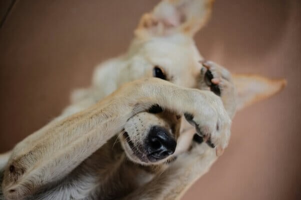 A tan dog rubbing their face with their forepaws