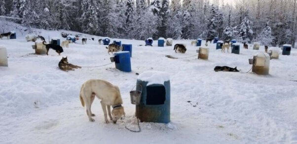 dogs chained to barrels in the snow