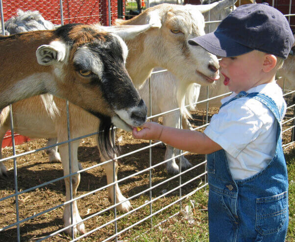 Goats and small boy at petting zoo