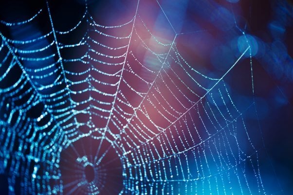spiderweb