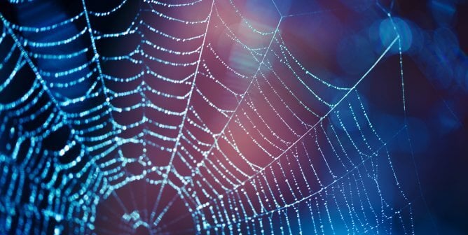 spiderweb