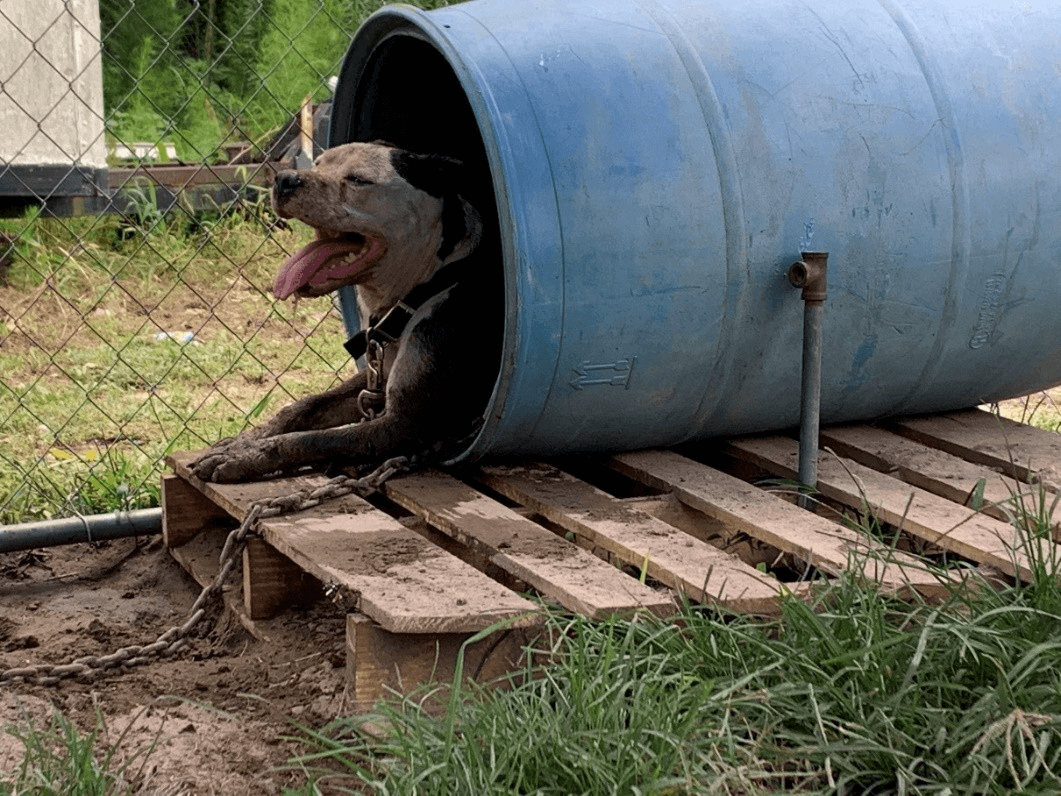heat and dogs outside