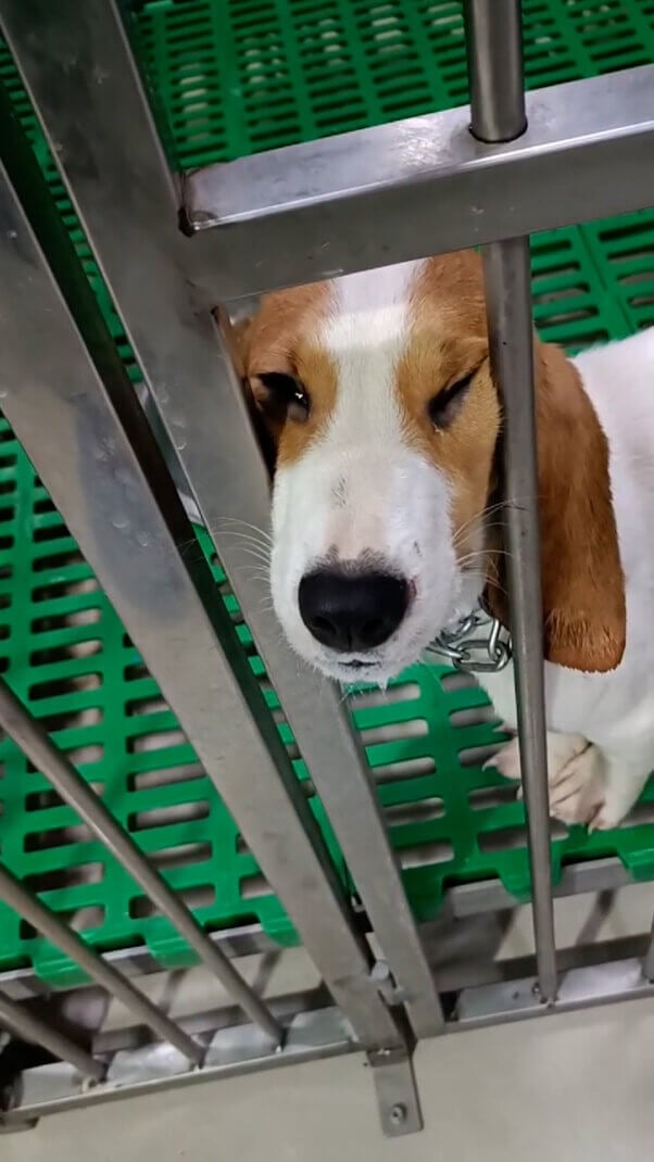 A beagle pressing their face between cage bars