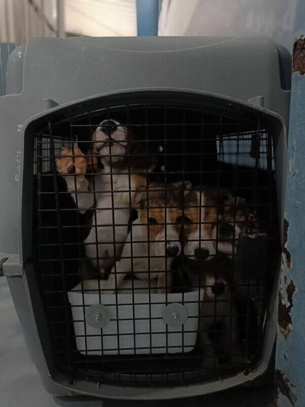 A litter of beagle puppies crammed in a single crate