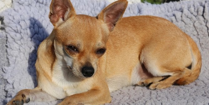 a chihuahua laying down