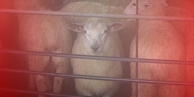 sheep used for wool