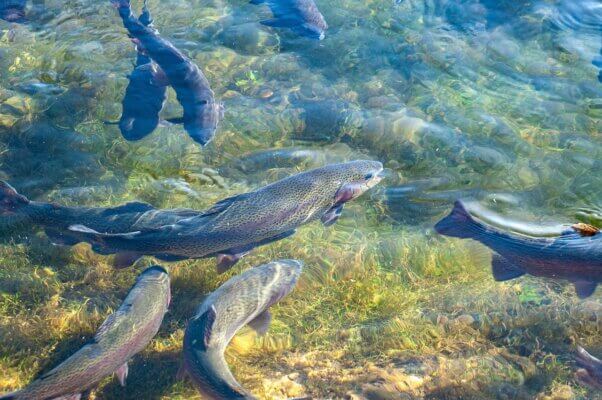 trout swim in a river