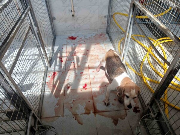 Dog in a cage with blood