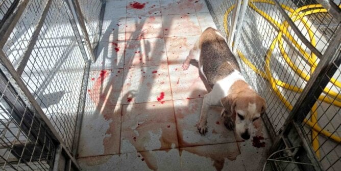 Dog in a cage with blood