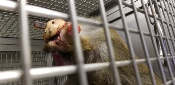 A monkey with a device attached to their head