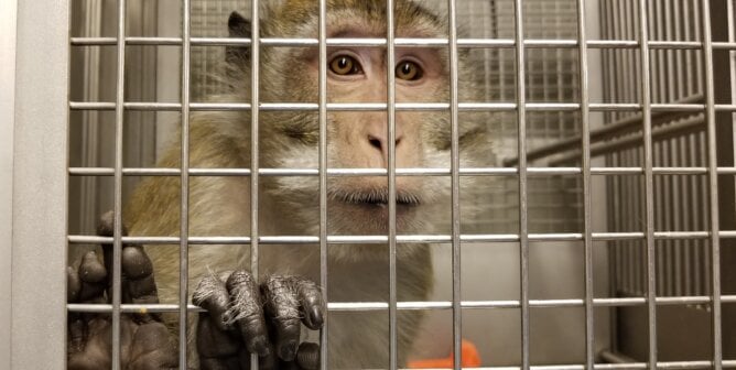 A monkey looking at the camera from a cage
