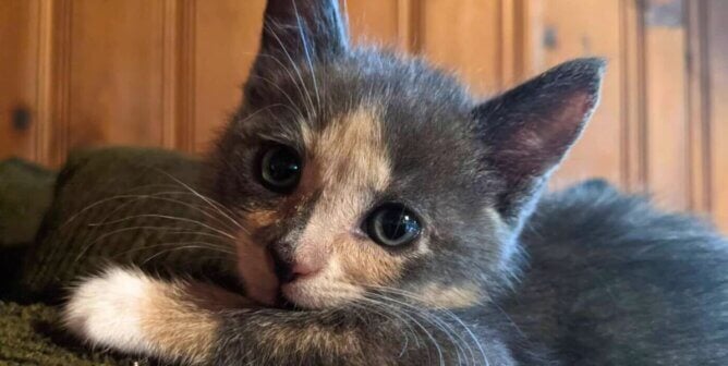 A dilute calico