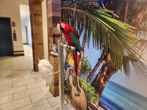 A parrot in a building on a barren perch
