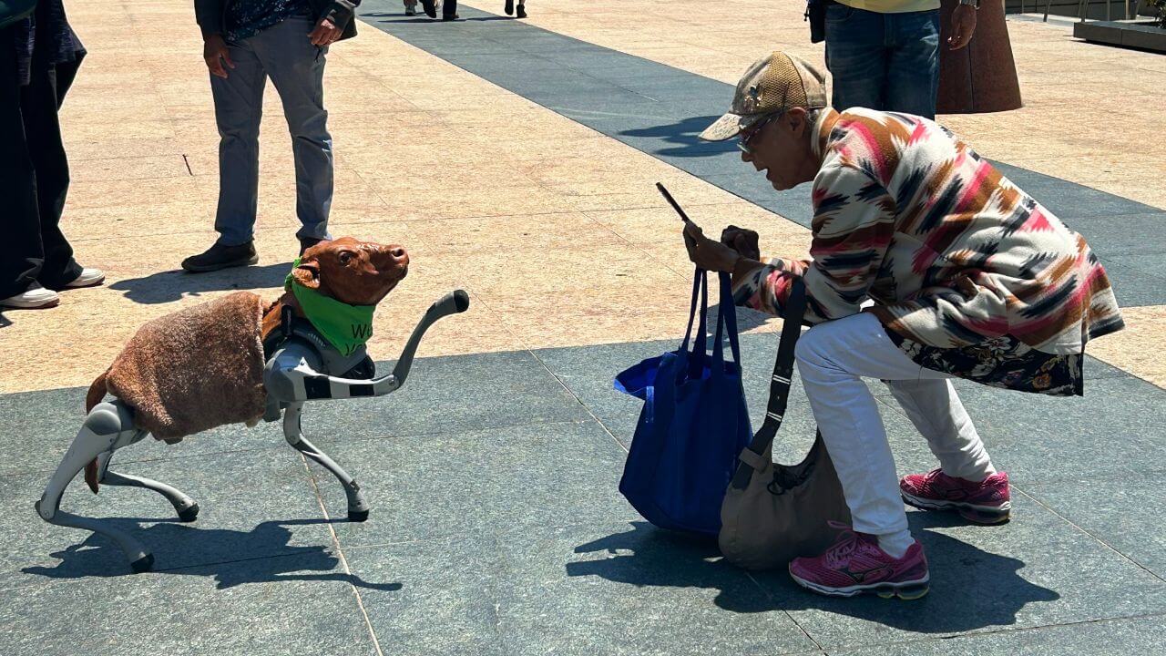 Charli, a small robot cow, taking a photo with someone